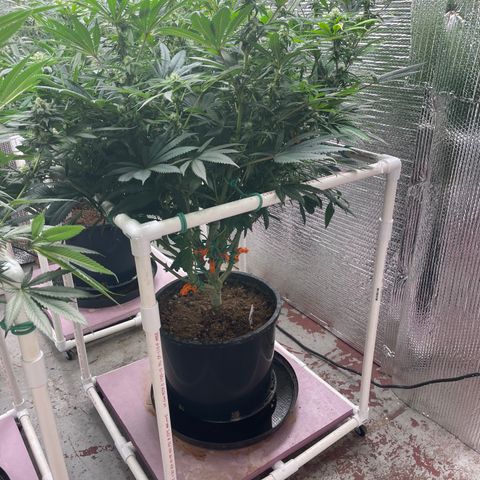Lucyfur growlog timeline photo