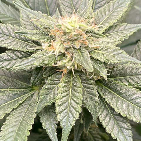 Harle Quin growlog timeline photo
