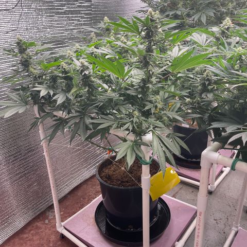 Harle Quin growlog timeline photo