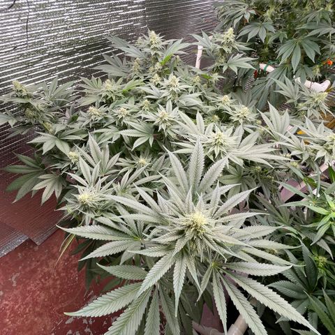 Harle Quin growlog timeline photo
