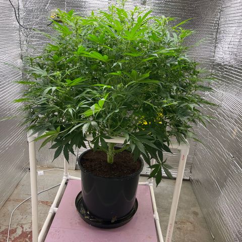 Candy Cane growlog timeline photo