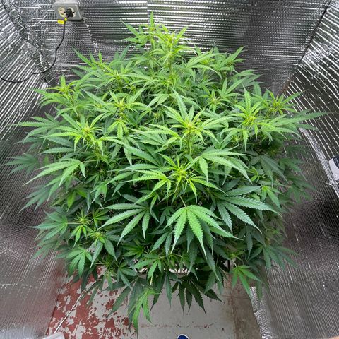 Candy Cane growlog timeline photo