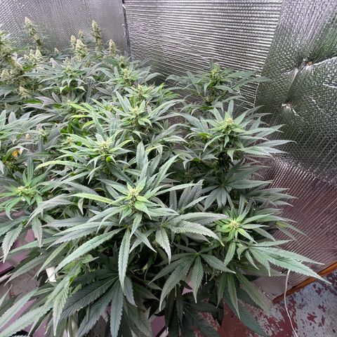 Lucyfur growlog timeline photo
