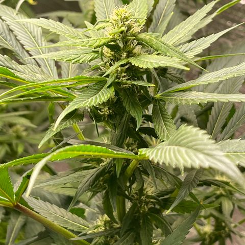 Lucyfur growlog timeline photo