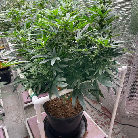 Lucyfur growlog timeline photo