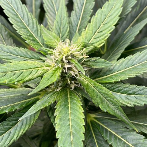Lucyfur growlog timeline photo