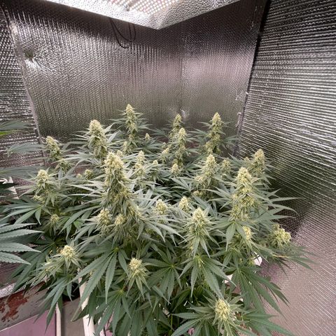 GI Jane growlog timeline photo
