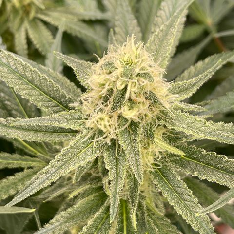 GI Jane growlog timeline photo