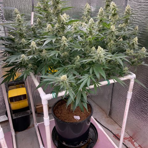 GI Jane growlog timeline photo