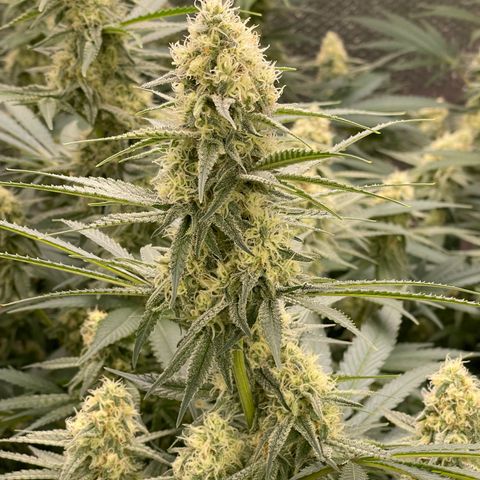 GI Jane growlog timeline photo