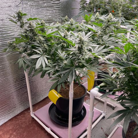 Harle Quin growlog timeline photo
