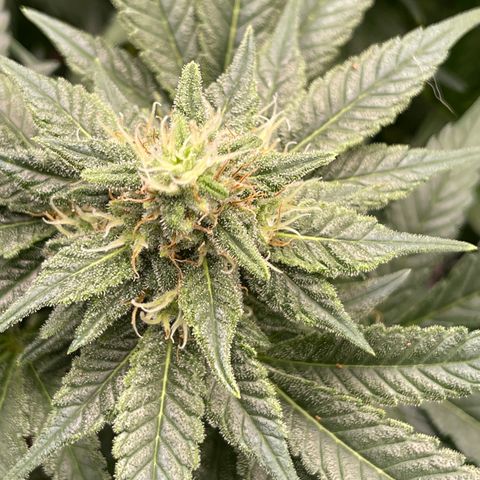 Harle Quin growlog timeline photo
