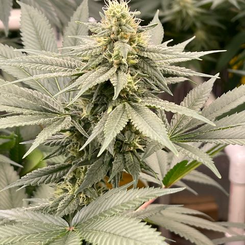 Harle Quin growlog timeline photo
