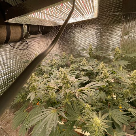 Princess Grodd growlog timeline photo