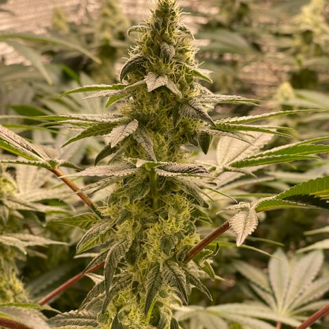 Princess Grodd growlog timeline photo