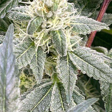 Princess Grodd growlog timeline photo
