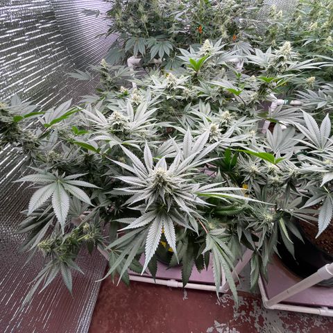 Harle Quin growlog timeline photo