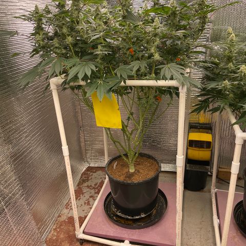 Princess Grodd growlog timeline photo