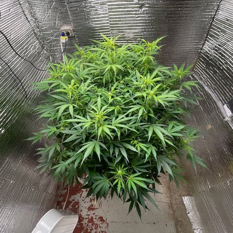 Candy Cane growlog timeline photo