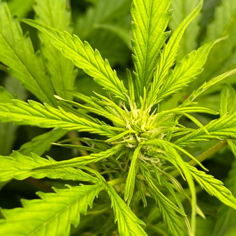 Candy Cane growlog timeline photo