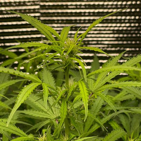 Candy Cane growlog timeline photo