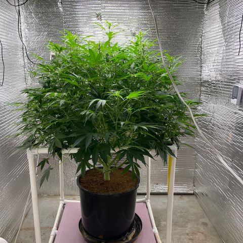 Candy Cane growlog timeline photo