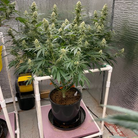 GI Jane growlog timeline photo