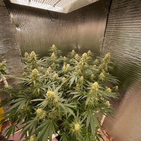 GI Jane growlog timeline photo