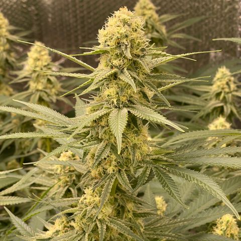 GI Jane growlog timeline photo