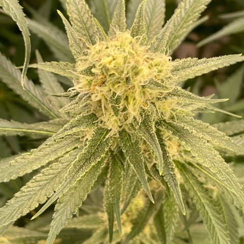 GI Jane growlog timeline photo
