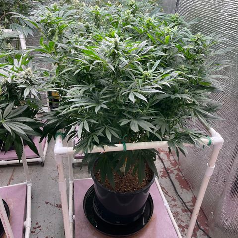 Lucyfur growlog timeline photo