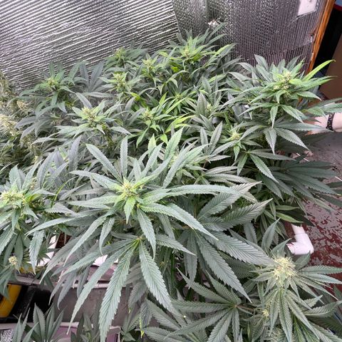 Lucyfur growlog timeline photo