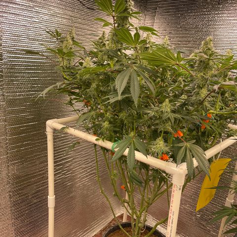 Princess Grodd growlog timeline photo