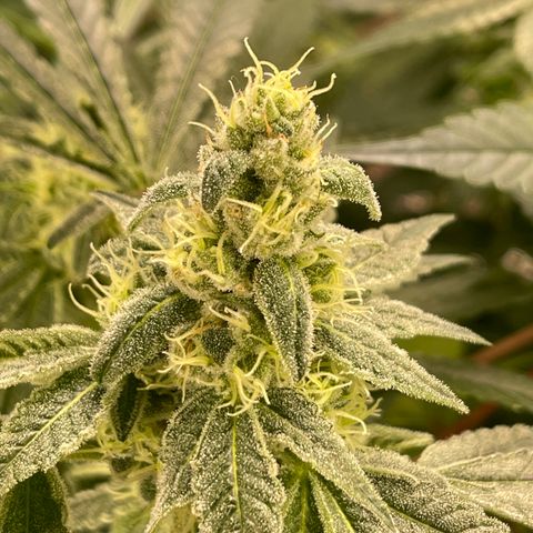 Princess Grodd growlog timeline photo