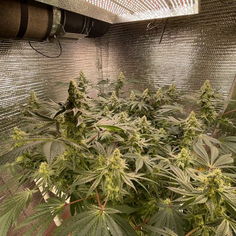 Princess Grodd growlog timeline photo