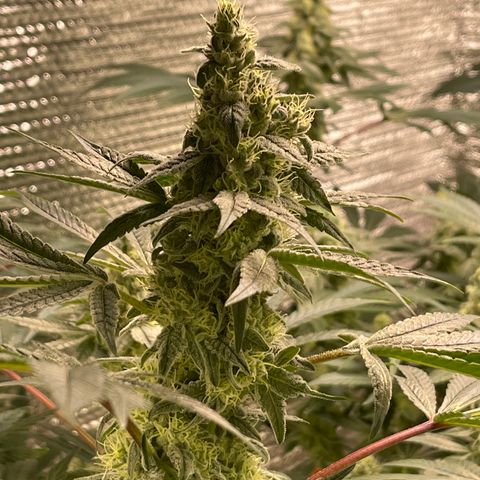Princess Grodd growlog timeline photo