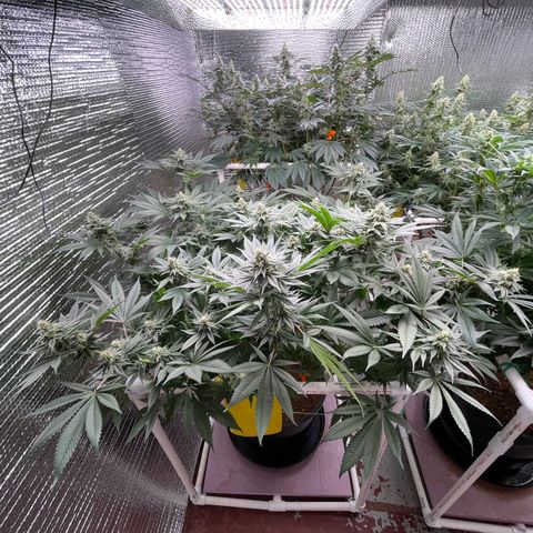 Harle Quin growlog timeline photo