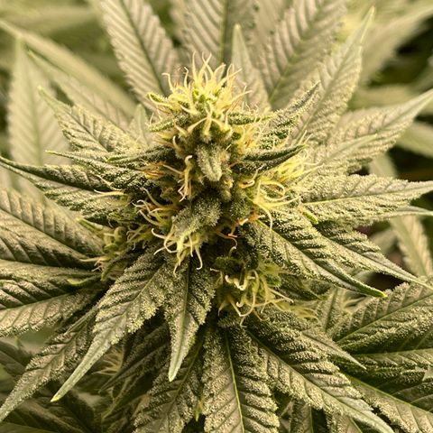 Harle Quin growlog timeline photo