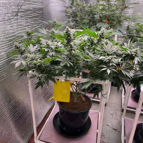 Harle Quin growlog timeline photo