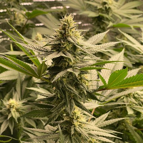 Harle Quin growlog timeline photo
