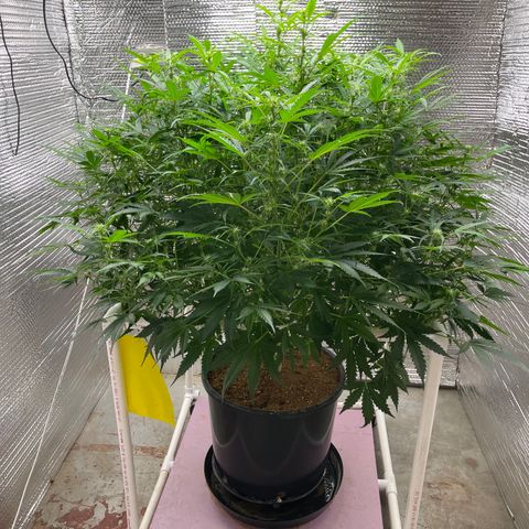 Candy Cane growlog timeline photo