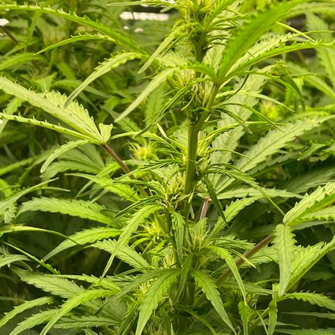 Candy Cane growlog timeline photo