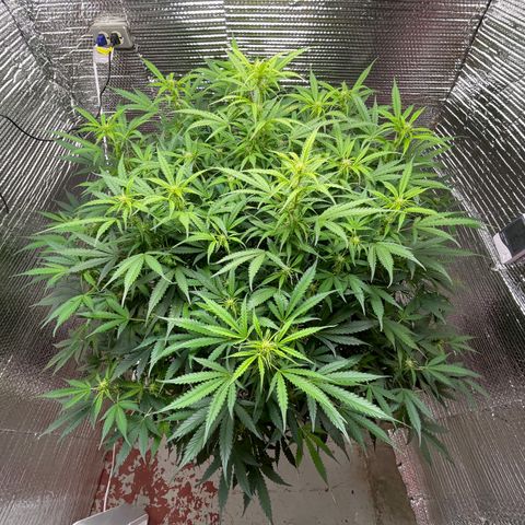 Candy Cane growlog timeline photo