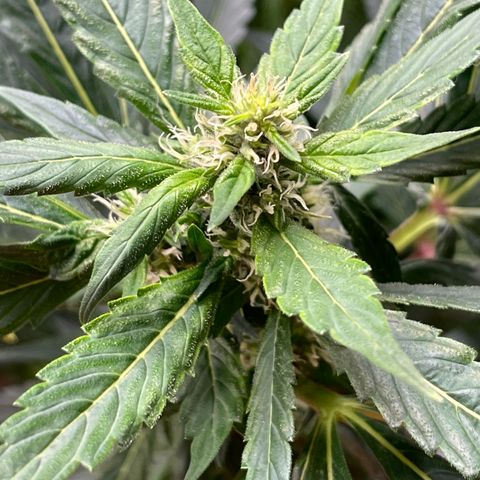Lucyfur growlog timeline photo