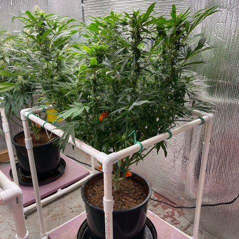 Lucyfur growlog timeline photo