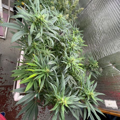 Lucyfur growlog timeline photo