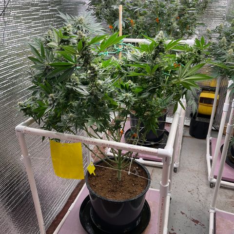 Harle Quin growlog timeline photo
