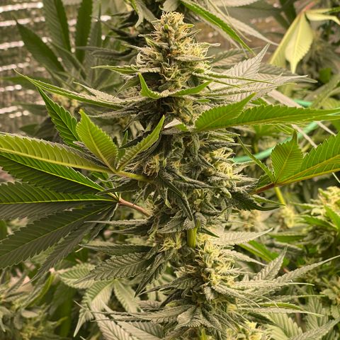 Harle Quin growlog timeline photo