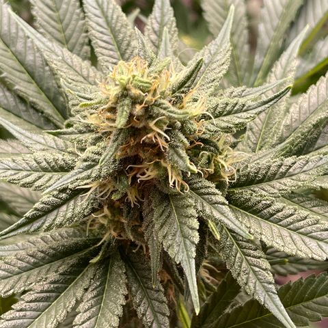 Harle Quin growlog timeline photo