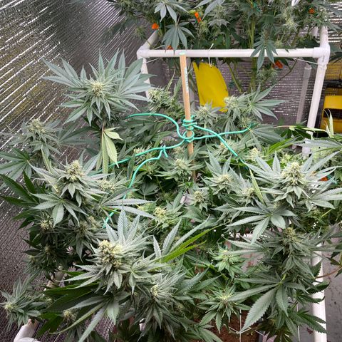 Harle Quin growlog timeline photo